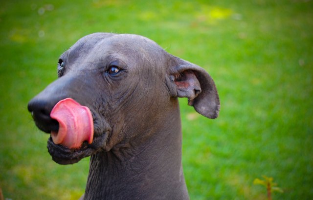 mexican hairless dog